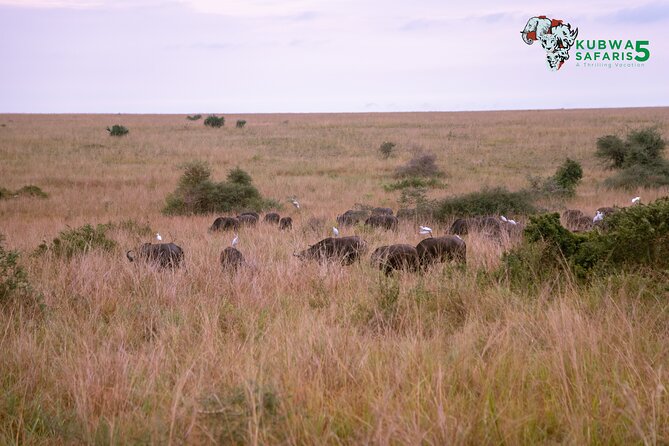 3 Days Wild Tour Queen Elizabeth National Park Safari Uganda - How guides like Peter and Steven shape the safari