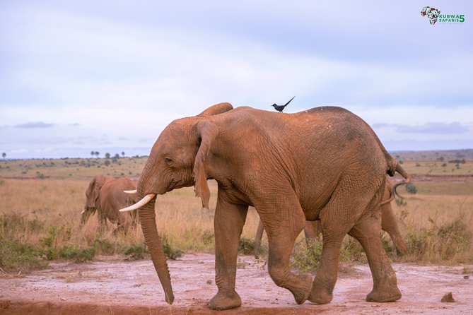 3 Days Wild Tour Queen Elizabeth National Park Safari Uganda - Day 3 on the Kazinga Channel and the Green Equator stop