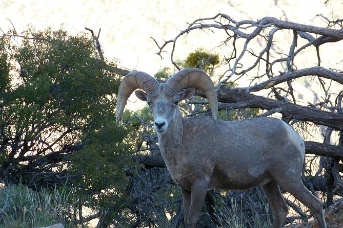 3 Hour Back-Road Safari to Grand Canyon with Entrance Gate By-Pass at 9:30 am - Bright Angel Trail stop: Kolb brothers and real action to watch