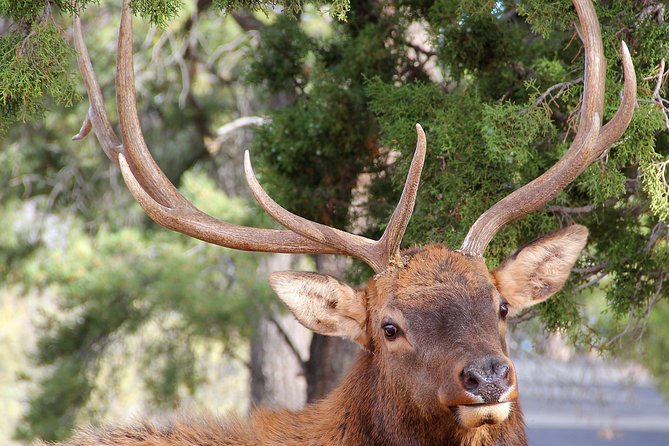 3 Hour Back-Road Safari to Grand Canyon with Entrance Gate By-Pass at 9:30 am - Hopi House and the classic rim hotels in one guided loop