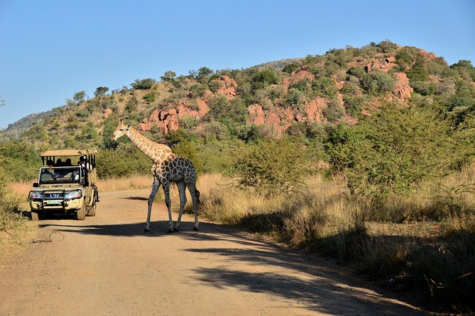 3-Hour Private Game Drive of Pilanesberg National Park - Key points before you plan