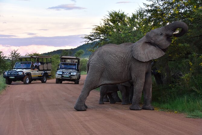 3-Hour Private Game Drive of Pilanesberg National Park - Why Pilanesberg Private Game Drive Feels Like the Right Length