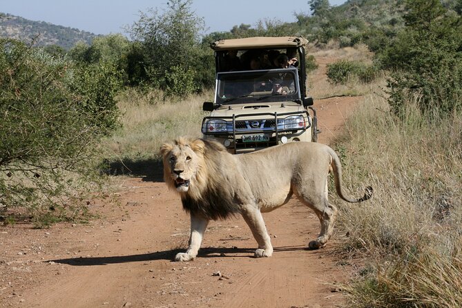 3-Hour Private Game Drive of Pilanesberg National Park - Big Five Targeting: Lions, Rhino, Leopard, Elephants, Buffalo