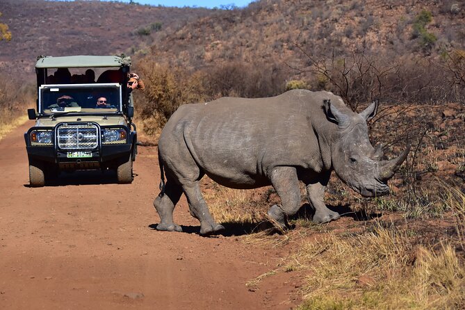 3-Hour Private Game Drive of Pilanesberg National Park - What’s Included (and What You’ll Need to Plan for)