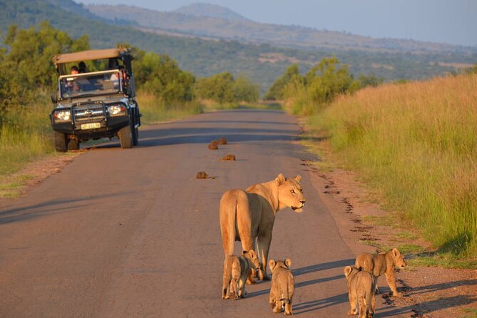 3-Hour Scheduled Safari Game Drive in Pilanesberg National Park - Key things to know before you go