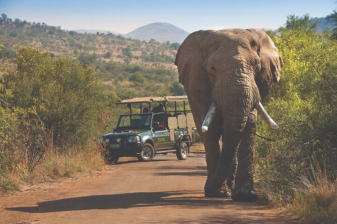 3-Hour Scheduled Safari Game Drive in Pilanesberg National Park - What the included comforts mean for your day