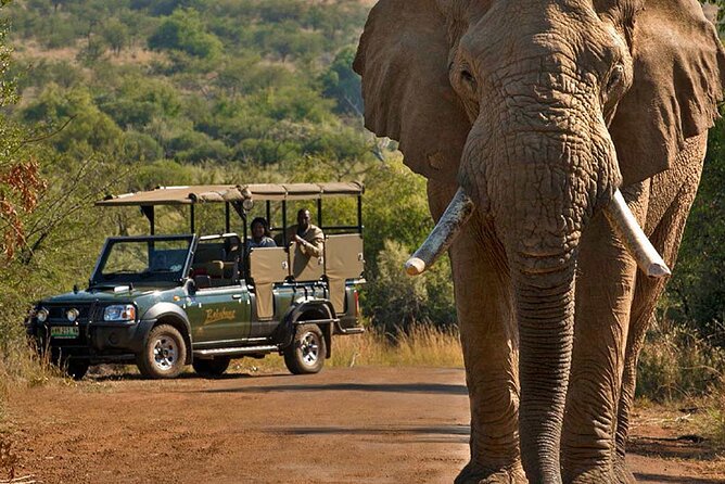 3-Hour Scheduled Safari Game Drive in Pilanesberg National Park - Group size, sharing the spotlight, and how to get the best views
