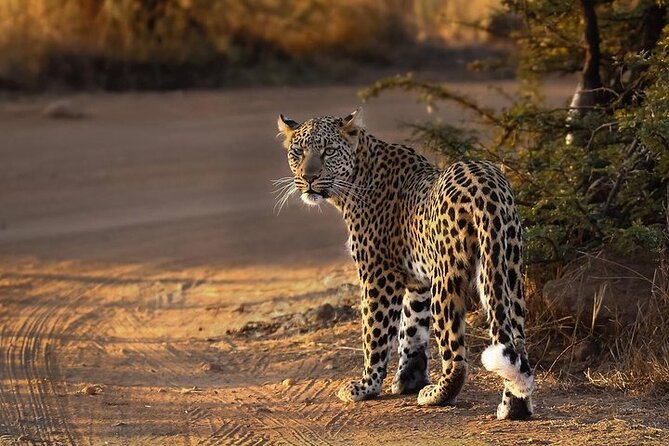 3-Hour Scheduled Safari Game Drive in Pilanesberg National Park - Timing, weather, and the “dry season” effect