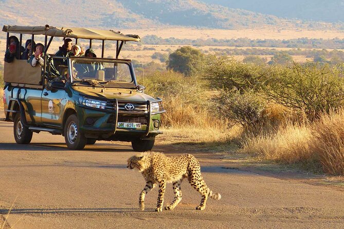 3-Hour Scheduled Safari Game Drive in Pilanesberg National Park - Value for the price: $54.80 and what you’re really paying for