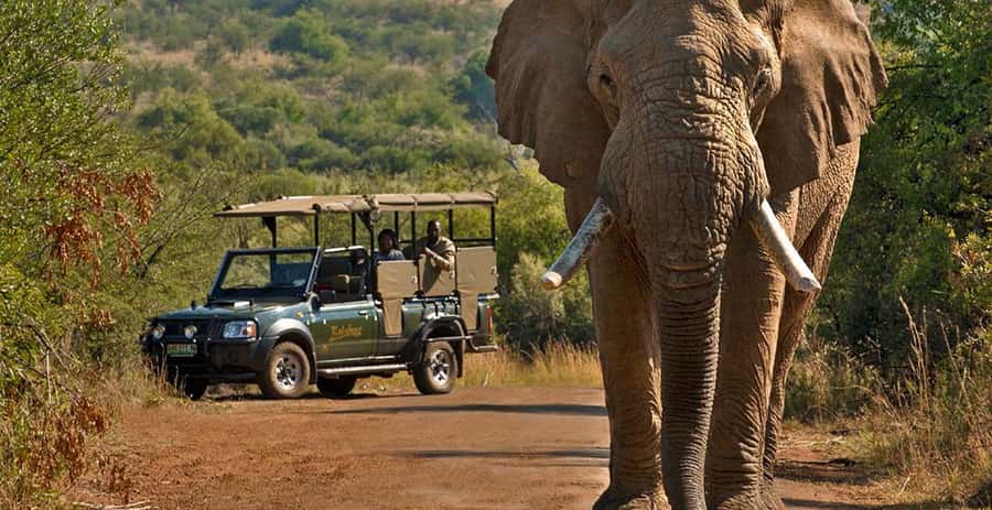 3-Hour Shared Game Drive in Pilanesberg National Park - Getting In: Open-Top Vehicle, Water, and English Guidance