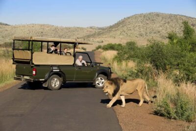 3-Hour Shared Game Drive in Pilanesberg National Park - Sun City Hotel Pick-Ups and the Transfer Rhythm