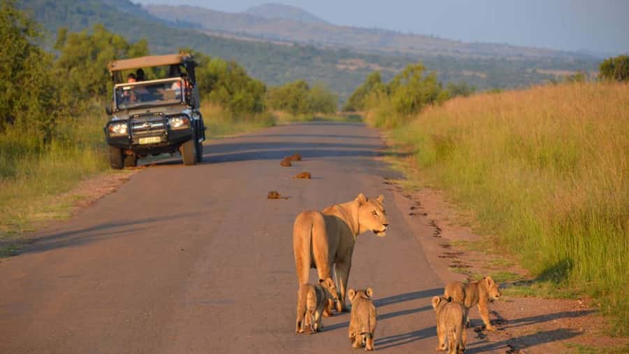 3-Hour Shared Game Drive in Pilanesberg National Park - What You Can Spot Besides the Big Five