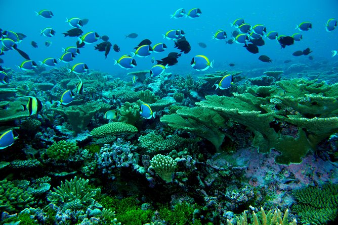 3 Point Snorkeling Safari - Price and value: is $110 a fair deal in the Maldives?