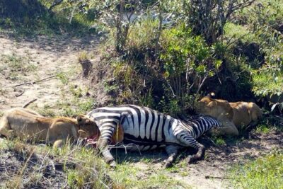 3Days 2nights Masai Mara group joining safari - Nairobi to the Mara: Rift Valley Road Trips, Picnic Lunch, and Arrival Timing