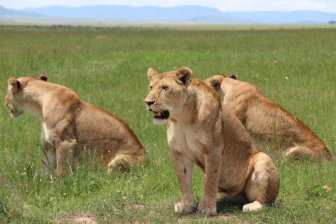 3days Masai Mara private safari with a 4x4 land cruiser Jeep - Key Highlights You’ll Feel on This Safari
