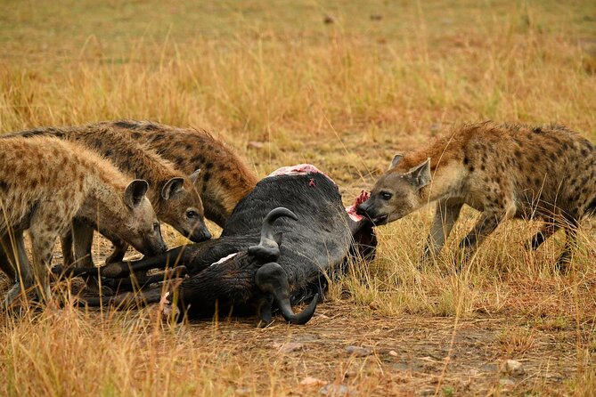 3days Masai Mara private safari with a 4x4 land cruiser Jeep - Wildlife Focus: What You Can Realistically Expect From This Style of Safari