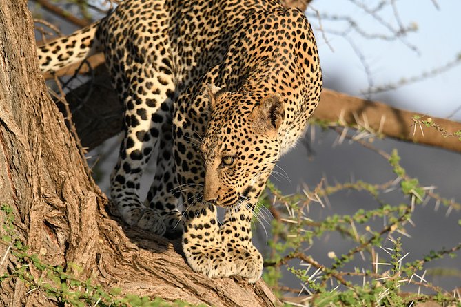 3days Masai Mara private safari with a 4x4 land cruiser Jeep - Day 2 Full-Day Mara: Big Herds, Predators, and River-Life Moments