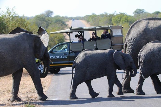 4 Day Classic Kruger National Park Safari - Key highlights you’ll care about