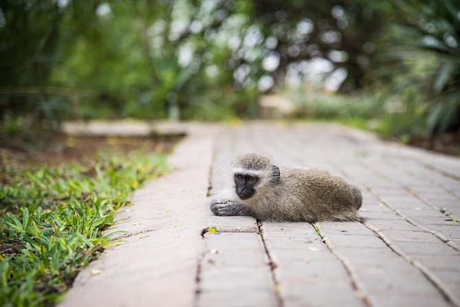 4 Day Classic Kruger National Park Safari - Your lodge base at Tremisana: downtime that doesn’t feel wasted
