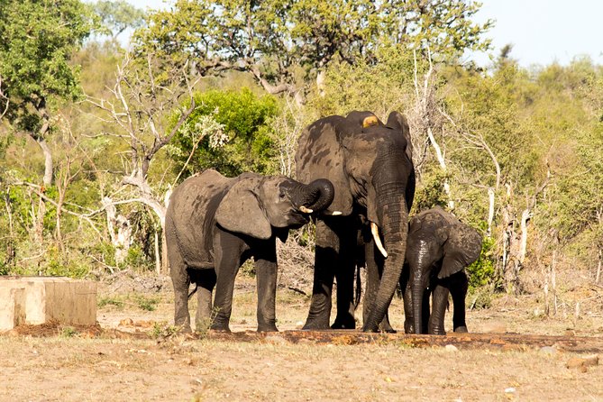 4 Day Classic Kruger National Park Safari - Day 1: Balule sunset drive, spotlight night viewing, and Marula Tree Boma