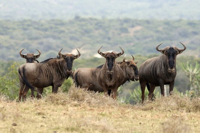 4-Day fascinating Camping Safari in Tanzania - Quick reality check: what “camping safari” means for you