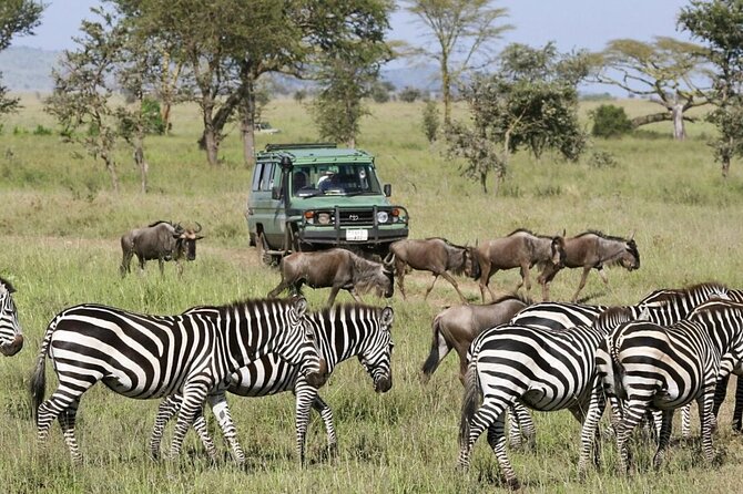 4-Day fascinating Camping Safari in Tanzania - Serengeti day: getting to Seronera and working the wildlife water cycle