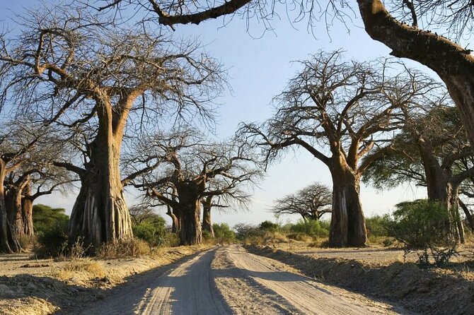 4-Day fascinating Camping Safari in Tanzania - Ngorongoro crater day 4: the 600-meter descent and Lake Magadi