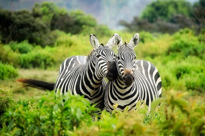 4-Day fascinating Camping Safari in Tanzania - Park fees, transfers, and what you’re really paying for