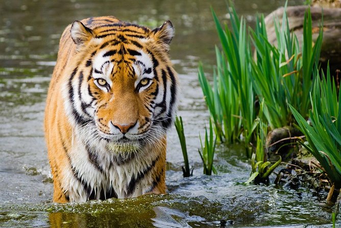 4 Day Golden Triangle with Ranthambore Tiger Safari Tour from Delhi - A 4-Day Golden Triangle That Actually Fits Real Life