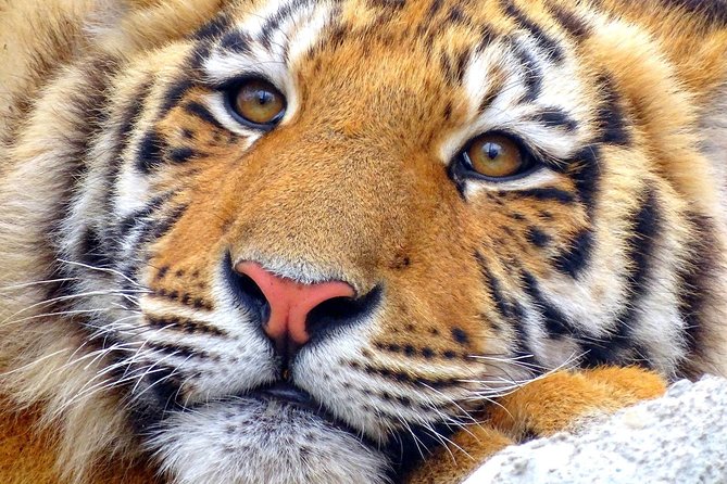 4 Day Golden Triangle with Ranthambore Tiger Safari Tour from Delhi - Hotels, Car Comfort, and the Small Things That Make It Work