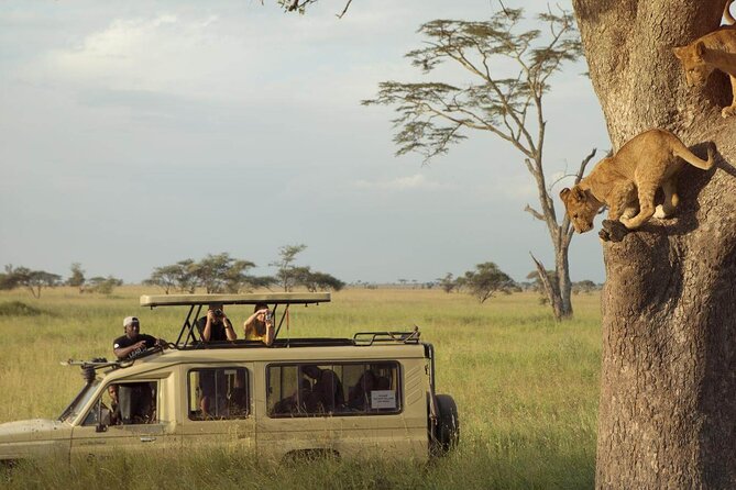 4 Day Great Migration Safari Serengeti & Ngorongoro Crater - From Arusha to the Serengeti: the fast-track safari plan
