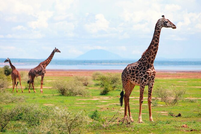 4 Day Great Migration Safari Serengeti & Ngorongoro Crater - Day 3: more Serengeti time, then overnight near Ngorongoro