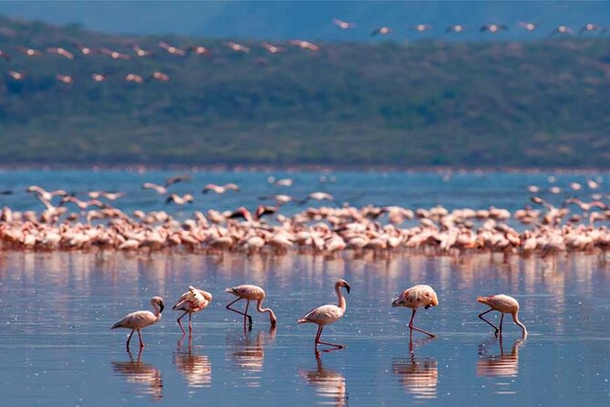 4 Day Great Migration Safari Serengeti & Ngorongoro Crater - Day 4: the Ngorongoro crater descent with a full day of wildlife