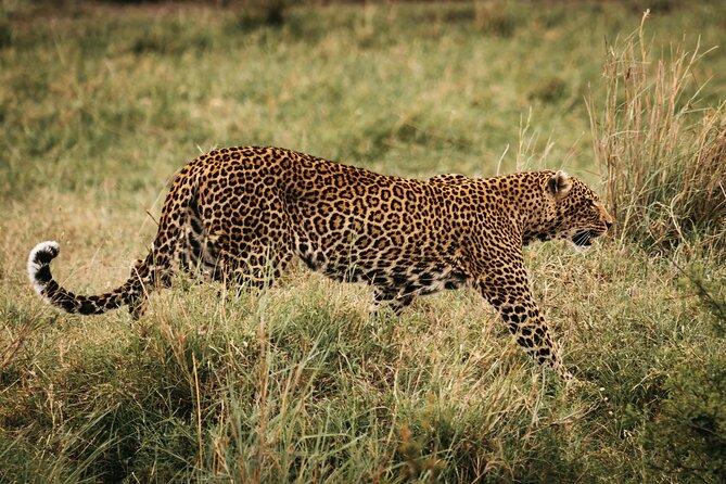4-Day Maasai Mara and Lake Nakuru Safari from Nairobi - Nairobi to the Mara and Nakuru: why this route works