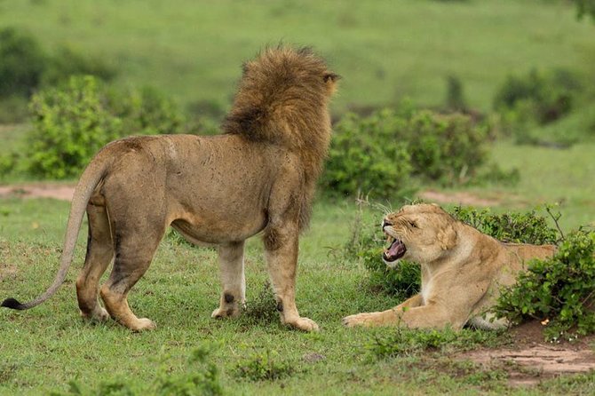 4-Day Maasai Mara and Lake Nakuru Safari from Nairobi - Lake Nakuru: flamingos, the Pink Lake, and rhino chances