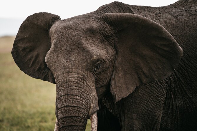 4-Day Maasai Mara and Lake Nakuru Safari from Nairobi - Vehicle, guide, and the part that makes or breaks the day