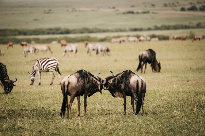 4-Day Maasai Mara and Lake Nakuru Safari from Nairobi - Food, accommodation, and what’s actually included
