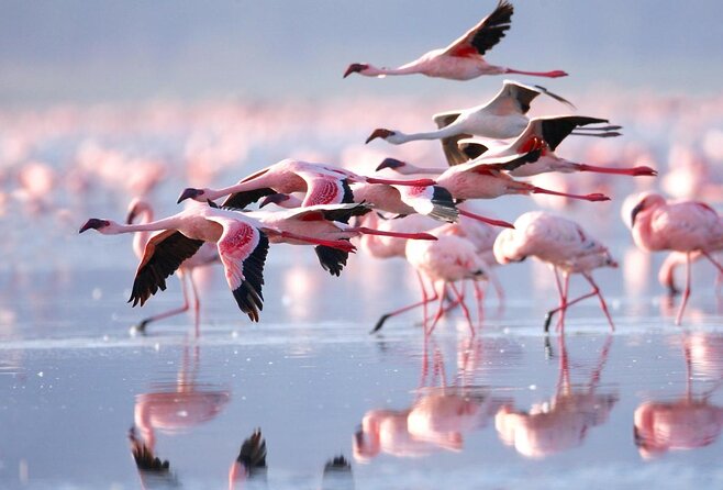 4-Day Masai Mara and Lake Nakuru Jeep Safari - Quick hits: what makes this safari work