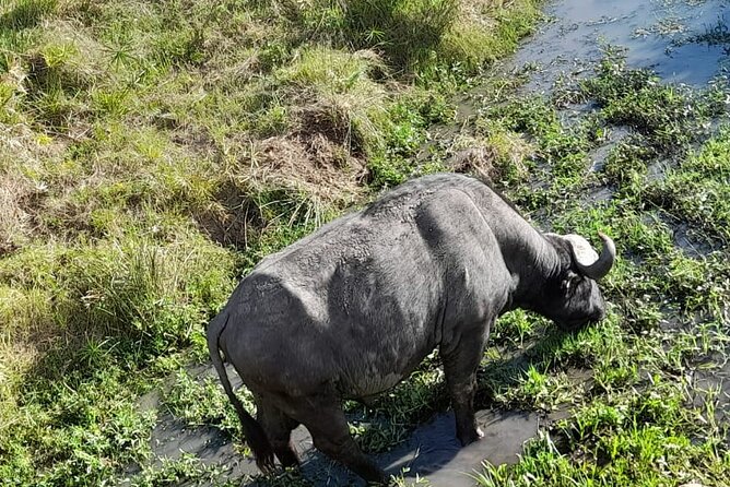 4-Day Masai Mara and Lake Nakuru Jeep Safari - Day 4: Full Lake Nakuru game drive for flamingos, rhinos, and plains game