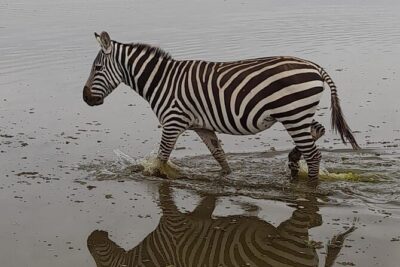 4-Day Masai Mara and Lake Nakuru Jeep Safari - Day 2: Big Five pursuit in Maasai Mara plus Mara River crocs and hippos