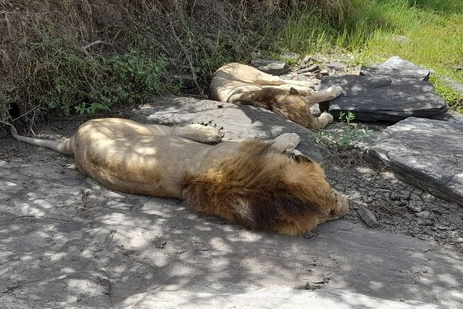4-Day Masai Mara and Lake Nakuru Jeep Safari - Accommodations: three tiers, from basic comfort to luxury-lodge style