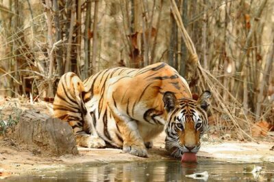 4-Day Private Delhi, Agra & Jaipur with Ranthambore Tiger Safari - Price and Value: What You’re Really Paying For
