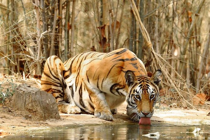 4-Day Private Delhi, Agra & Jaipur with Ranthambore Tiger Safari - Price and Value: What You’re Really Paying For