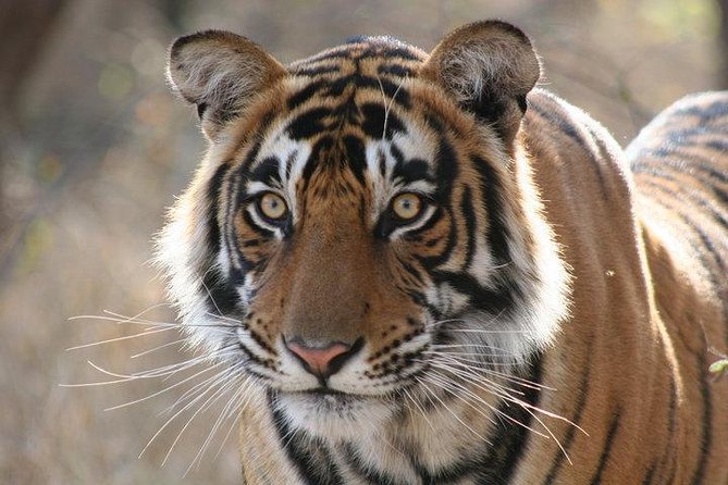 4-Day Ranthambore Tiger Safari Tour to Agra and Jaipur from Delhi - Pickup, private guides, and the small details that reduce stress