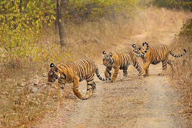4-Day Ranthambore Tiger Safari Tour to Agra and Jaipur from Delhi - Sunrise Taj Mahal and Agra Fort: a timing game worth playing