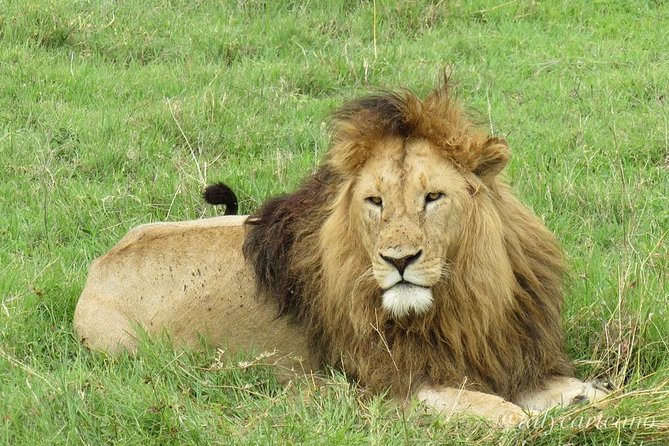 4-Day Safari from Arusha: Tarangire, Serengeti and Ngorongoro - Getting Value From a 4-Day Safari From Arusha