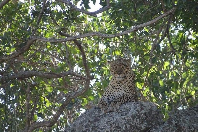 4-Day Safari from Arusha: Tarangire, Serengeti and Ngorongoro - Day 2 Serengeti Seronera: Water-Led Wildlife on the Plains