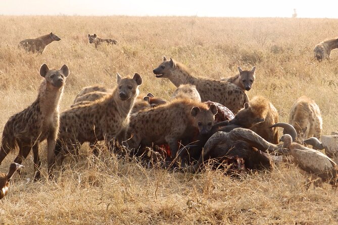 4-Day Safari from Arusha: Tarangire, Serengeti and Ngorongoro - Day 3 Ngorongoro Conservation Area: The Buffer Day That Sets Up the Crater
