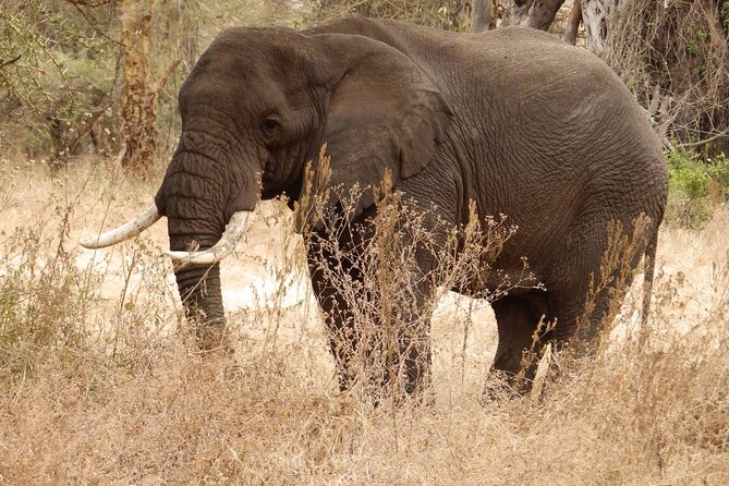 4-Day Safari from Arusha: Tarangire, Serengeti and Ngorongoro - Day 4 Ngorongoro Crater: When the Wildlife Concentrates