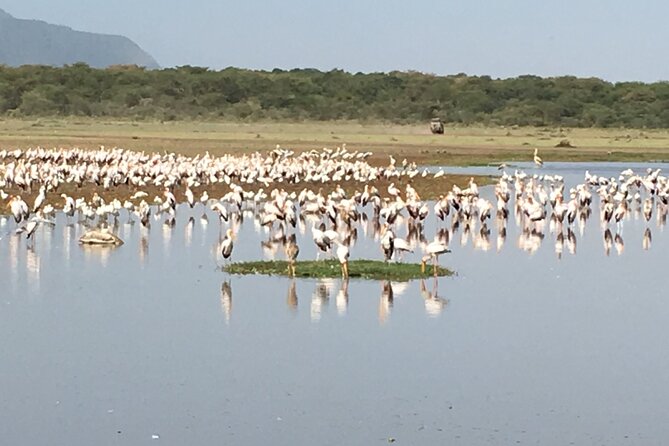4-Day Safari from Arusha: Tarangire, Serengeti and Ngorongoro - Hot Air Balloon Upgrade: Nice Option, Extra Cost